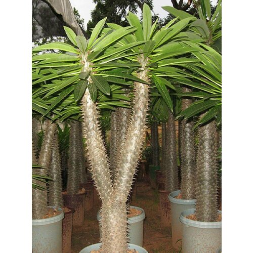 ������ ������ ���������� ������, �������������� ������ �������, ���������, ������ ����