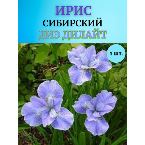 ������ ������ ���� �������� ��� ������, ����������� ����� ����