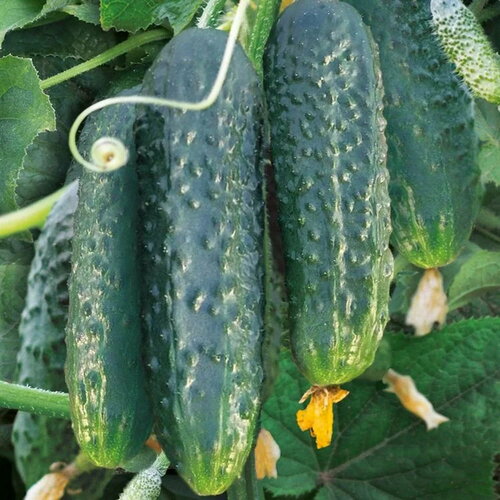 ������ ������ ������ F1 ������ 5 ���� ����� ������� ������ ����