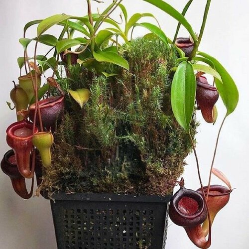   , Nepenthes irabilis,  ,    -     , -,   