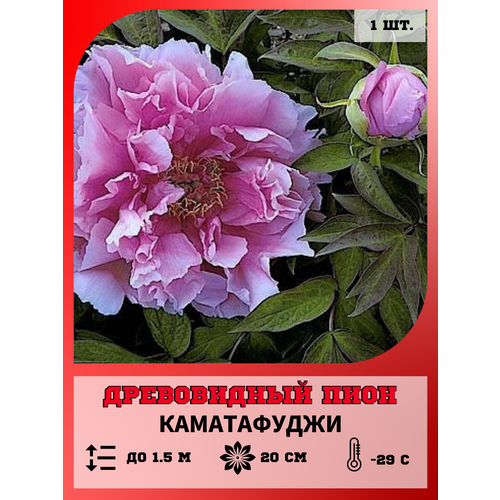 ������ ������ ���� ����������� �����������, ������� 1 ����� ����