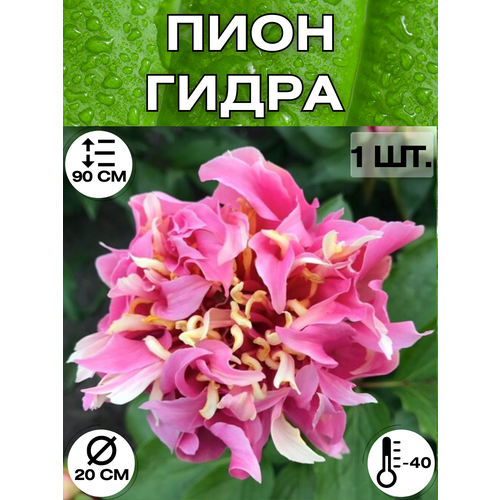 ������ ������ ���� �����������, ������ ������� ��� ������� ����