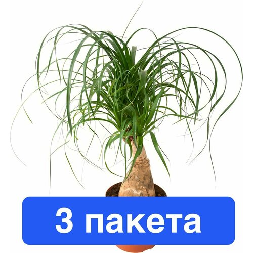 ������ ������ ����� �������� 3 ������ ����