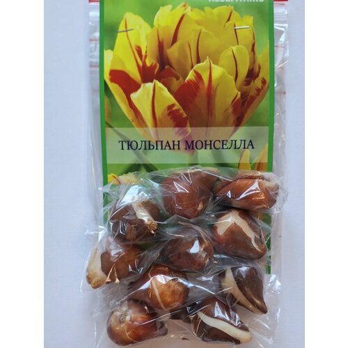 ������ ������ �������� ������� �������� - 10 ��. ����