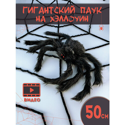 ������ ������ ��������� ��� ��������� �������� ���������� ����, ������ ����, ������ 50 �� ����