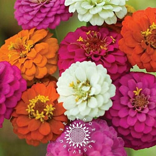      -  (. Zinnia elegans) 30   Green Legacy 