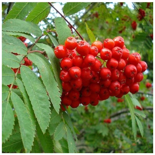 ������ ������ ������ ������ ������ ������������ 20 ��. ����