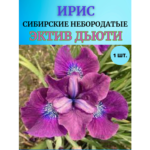 ������ ������ ���� �������� ����� �����, ����������� ����� ����