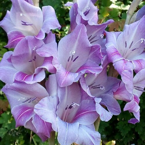 ������ ������ ��������� ��� ����� ������ (3 �� ������� � ��������) ����