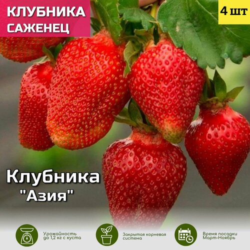 ������ ������ �������� ���� ������� ��� ����