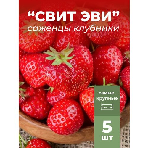 ������ ������ �������� ����� ������������� ���� ���, �������/��������� �������� 5 �� ����