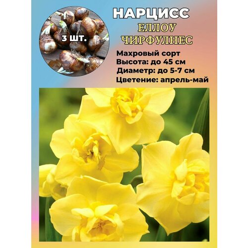 ������ ������ ������� ��������, �������� 3 ����� ����