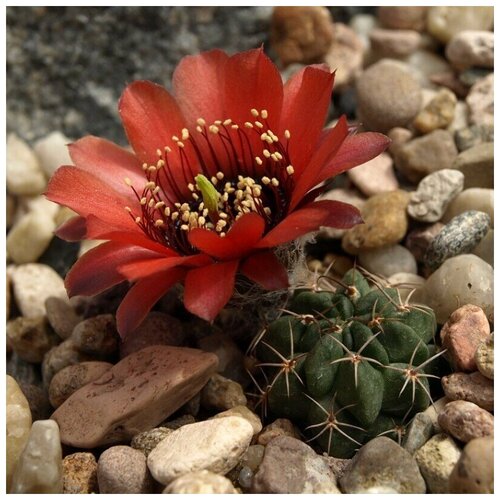 ������ ������ ������ ������ ��������� ������ Lobivia glauca WR-218 10 ��. ����