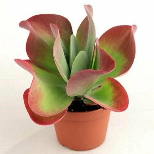 ������ ������ �������� �������������������, Kalanchoe Thyrsiflora, ������ ����