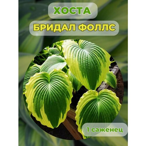 ������ ������ ����� �������, ����� ��������� 1 ����� ����