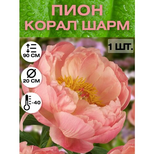 ������ ������ ���� �����������, ������ ������� ��� ������� ����