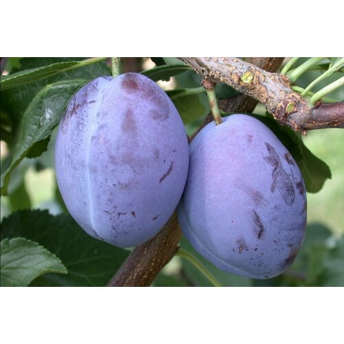 ������ ������ ������� ����� ��������� ( 3-4 ���� , �7,5 , 125-150 �� ) ����