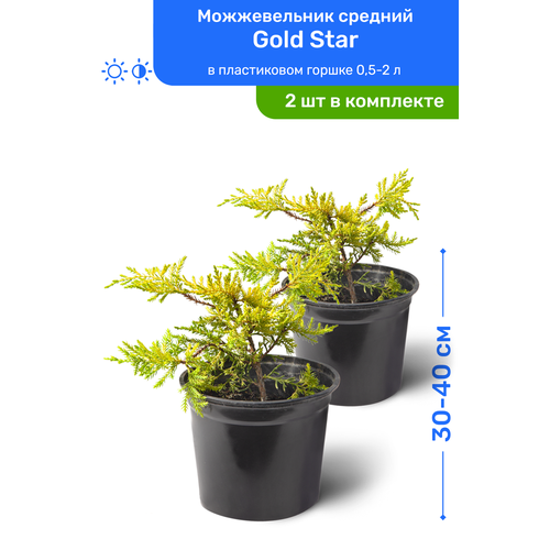     Gold Star ( ) 30-40     0,5-2 , ,   ,   2  