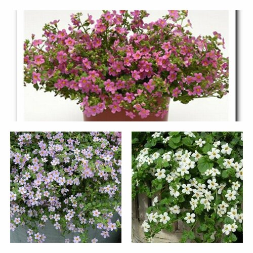 ������ ������ ������ 3 �������� �� 3 �����������: ���������, ���������, �������� ����