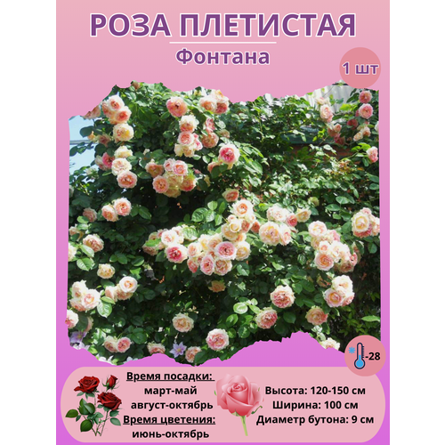 ������ ������ ���� ��������� �������, ����������� ����� ����