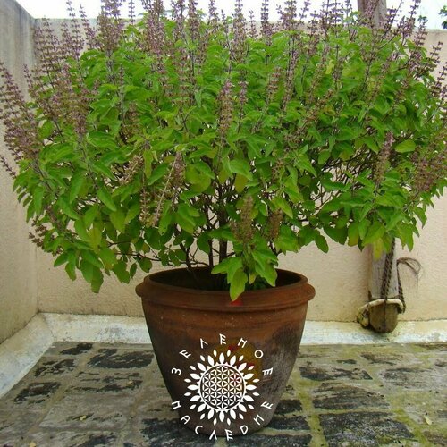      -   (. Ocimum tenuiflorum) 150   Green Legacy 