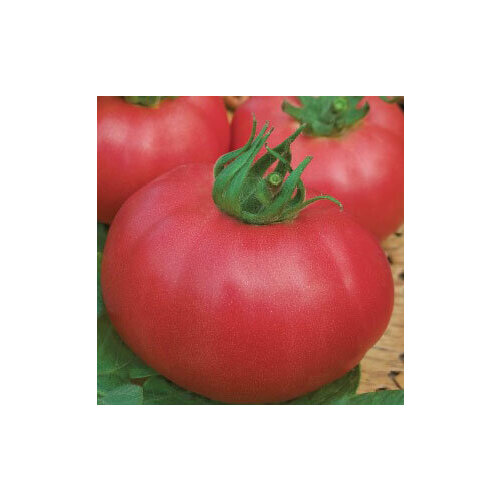 ������ ������ ������ ������� ����� ���� F1 (0,05 ��.) ����