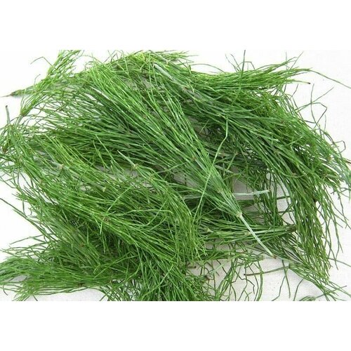 ������ ������ ���� �������, �� ������������, ���� ���� 2024�. ����