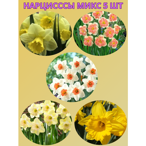 ������ ������ �������� ����������� �����, �������� 5 �� ����7 ����