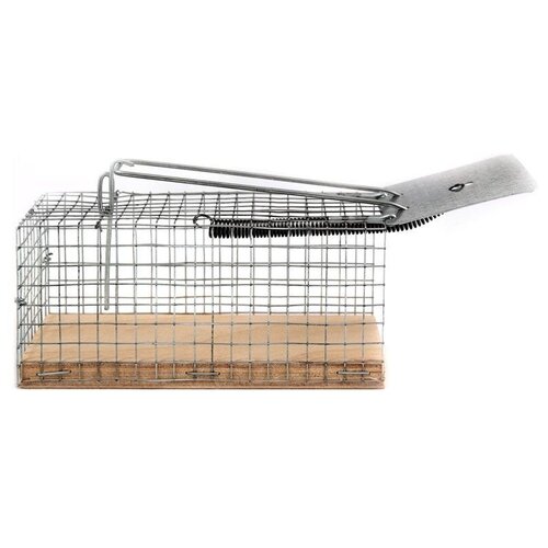 ������ ������ ��������� - ������ (�������) ����