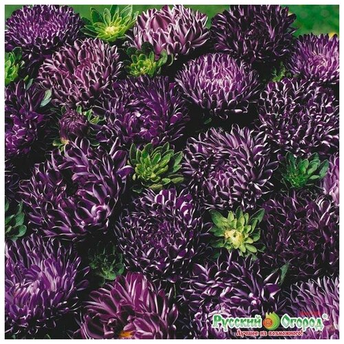 ������ ������ ������. �����. ����� 