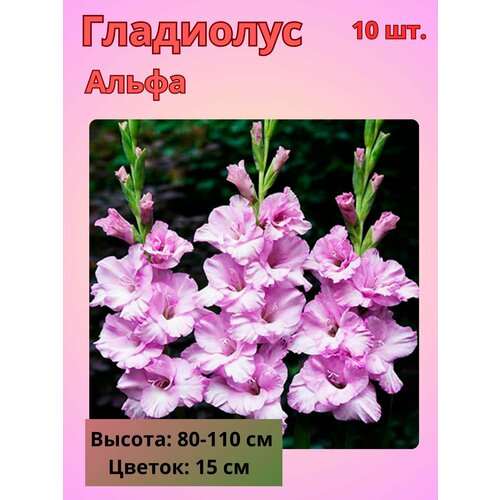 ������ ������ ��������� ��������������� �����, �������� ���������� ����