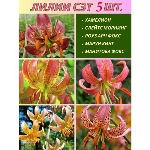 ������ ������ ����� ���������, ��������, ��� �� 5 ���� ����