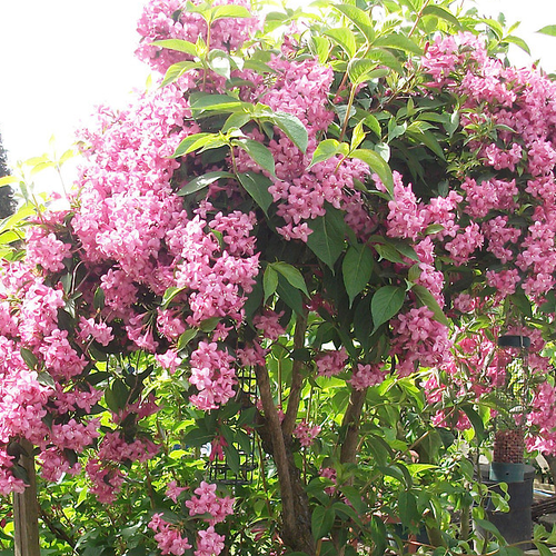 ������ ������ ������� ������ ����� ���� (1 ������� � ������ 15-20 ��). Belgium Plants Van. (�������) ����