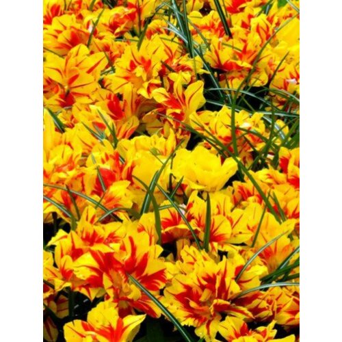 ������ ������ �������� ������� �������� - 2 ��. ����