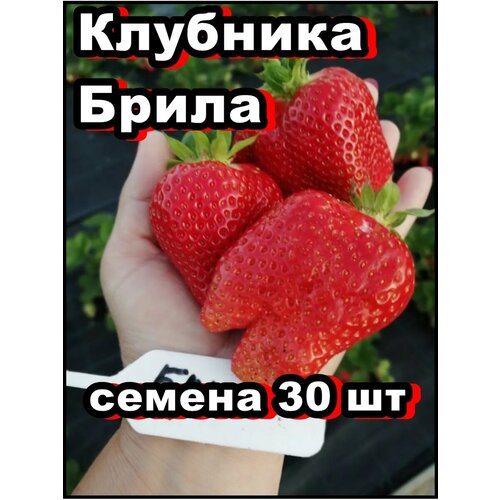 ������ ������ ������ �������� ����� 30�� ����