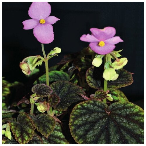 ������ ������ ������� �����, Begonia �icta, ����������, ������ ����