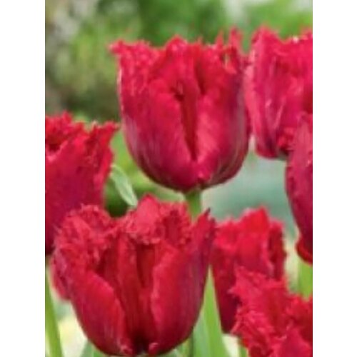 ������ ������ �������� ������� ������� - 10 ��. ����