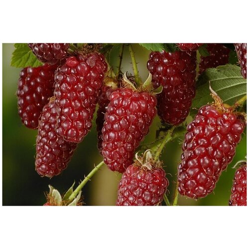 ������ ������ ������� �������� - ���2�� ������ 2��. �������. ����