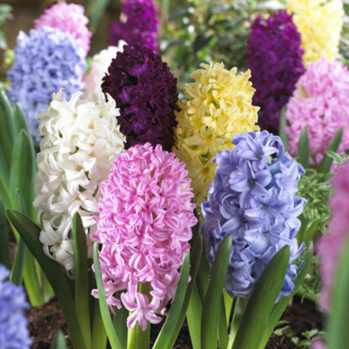 ������ ������ �������� ������, botanica garden, �������� ���� ������, 3 ����� ����