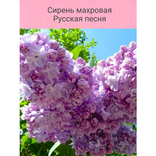 ������ ������ ������ �������� ������� ����� (�������) ����