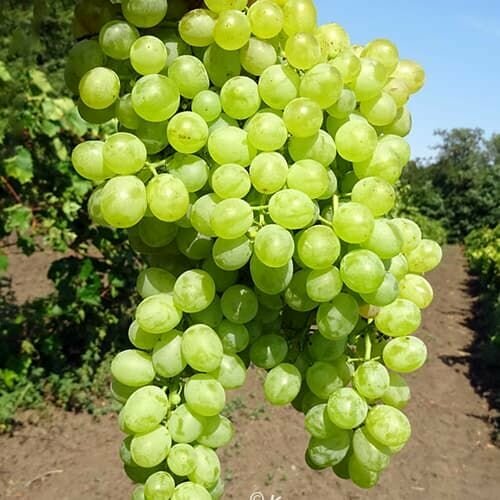 ������ ������ �������� ������ �������� (2 ��) ����