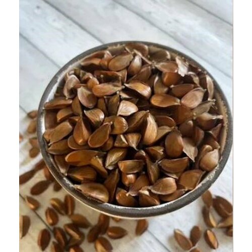 ������ ������ ����� ������� ����� �������� ����