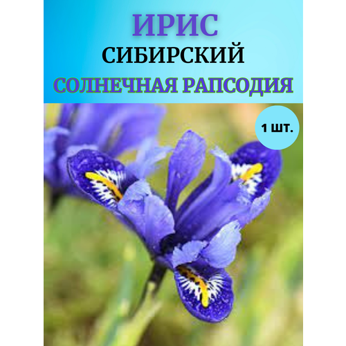 ������ ������ ���� �������� ��������� ��������, ����������� ����� ����