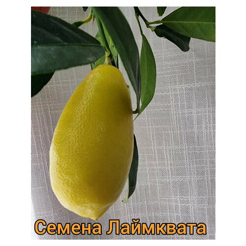 ������ ������ ������ ��������� ����