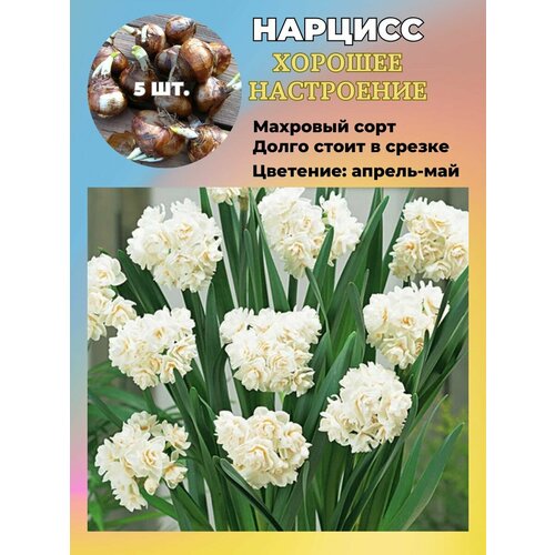 ������ ������ ������� ��������, �������� 5 ���� ����