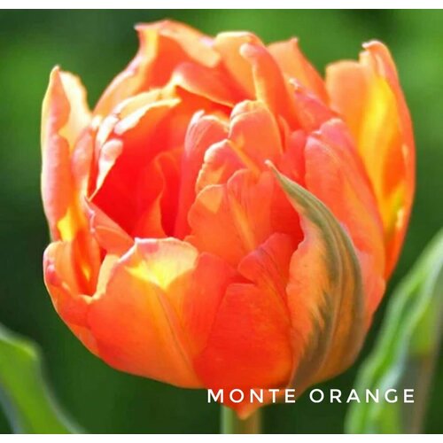 ������ ������ �������� ����������� , �������� ���� MONTE ORANGE ��������� (4 ��) ����