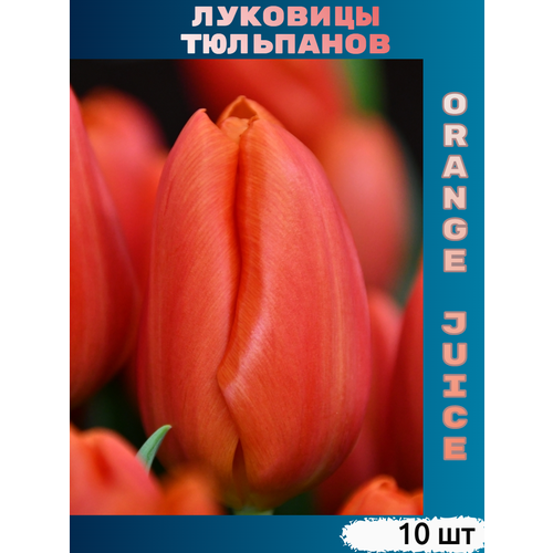 ������ ������ �������� �������� Orange Juice (10 ��) ����