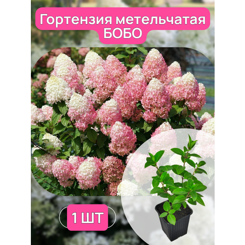 ������ ������ ��������� ����������� ���� �������, ������ 15-25 ��, ��������� �9 ����