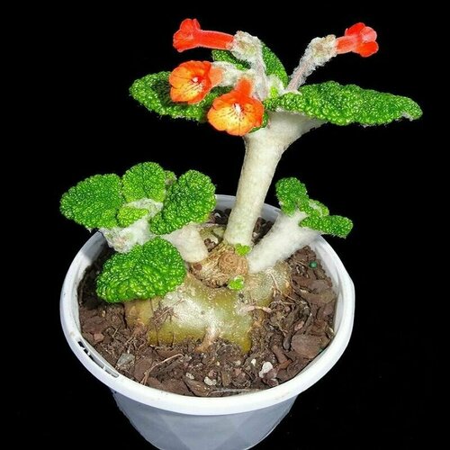 ������ ������ ��������� �����������, Sinningia Bullata, ������ ����