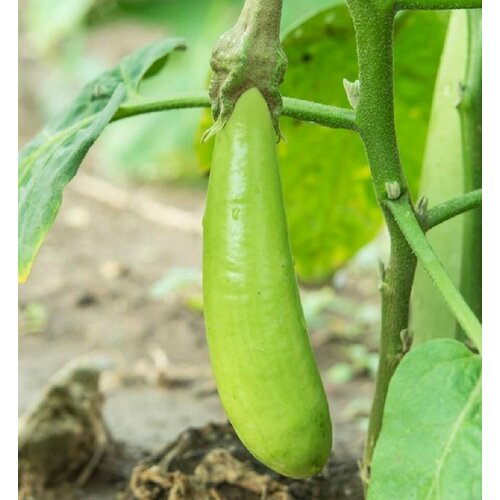 ������ ������ �������� ��������� ������� ����